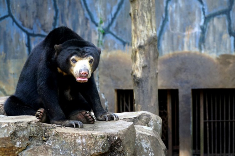 Situation at Bandung Zoo Highlights Need for Amendment of Conservation Law: Activists (January 26, 2017)